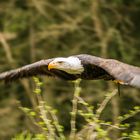 Weißkopfseeadler