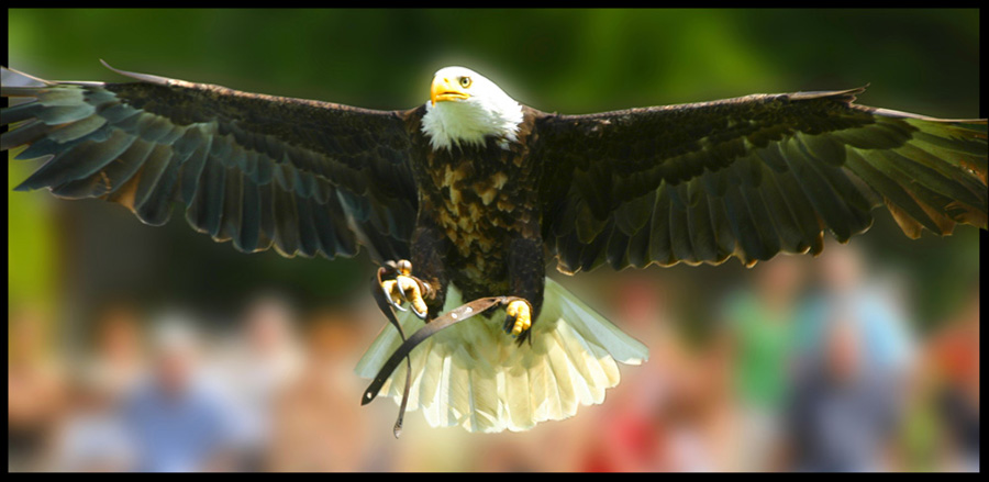 Weißkopfseeadler