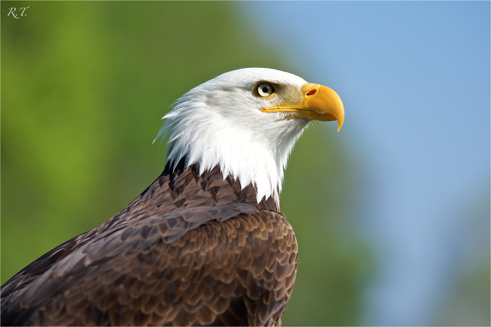 Weisskopfseeadler