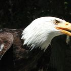 Weißkopfseeadler