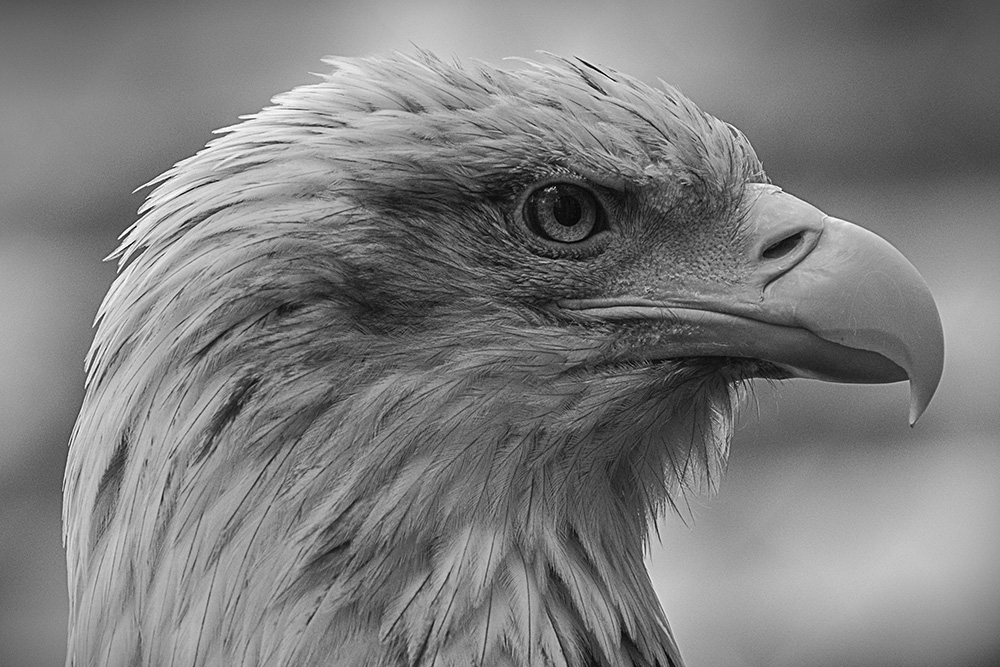 Weißkopfseeadler