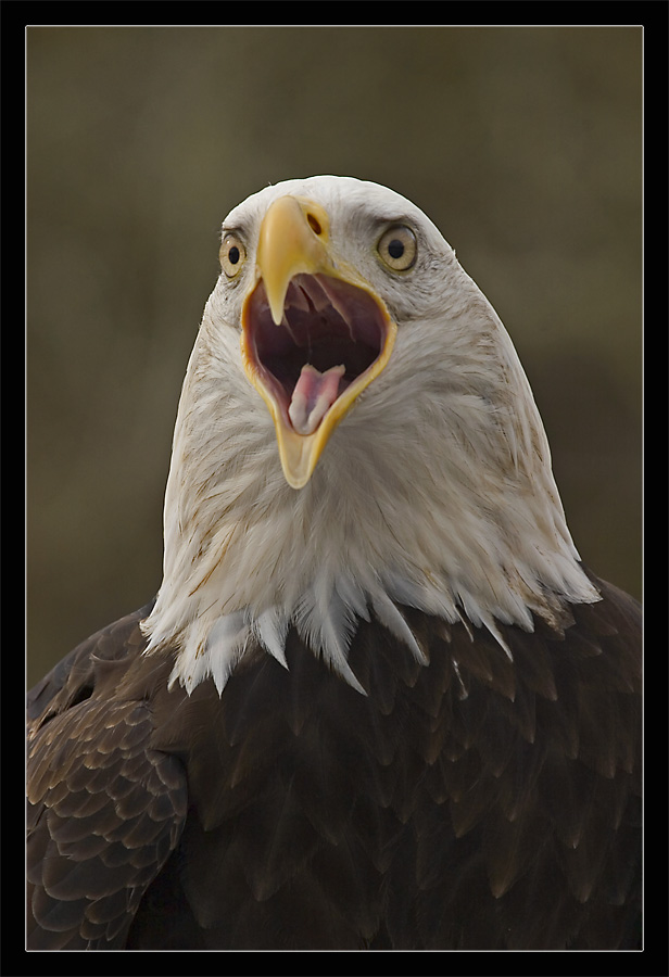 Weisskopfseeadler