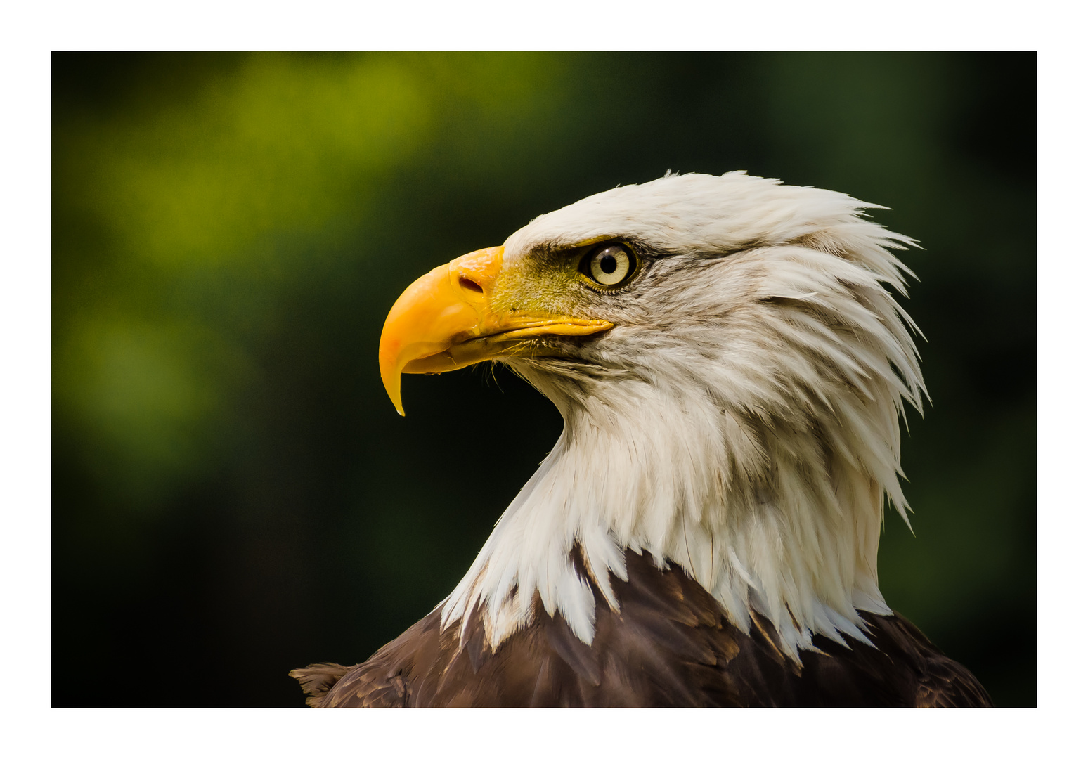 Weißkopfseeadler