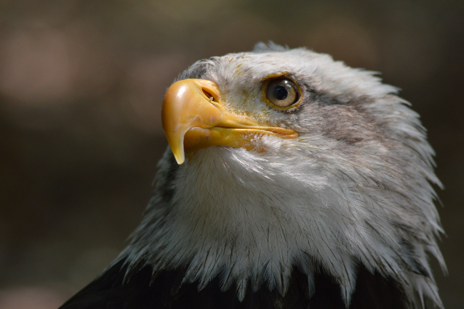 Weißkopfseeadler