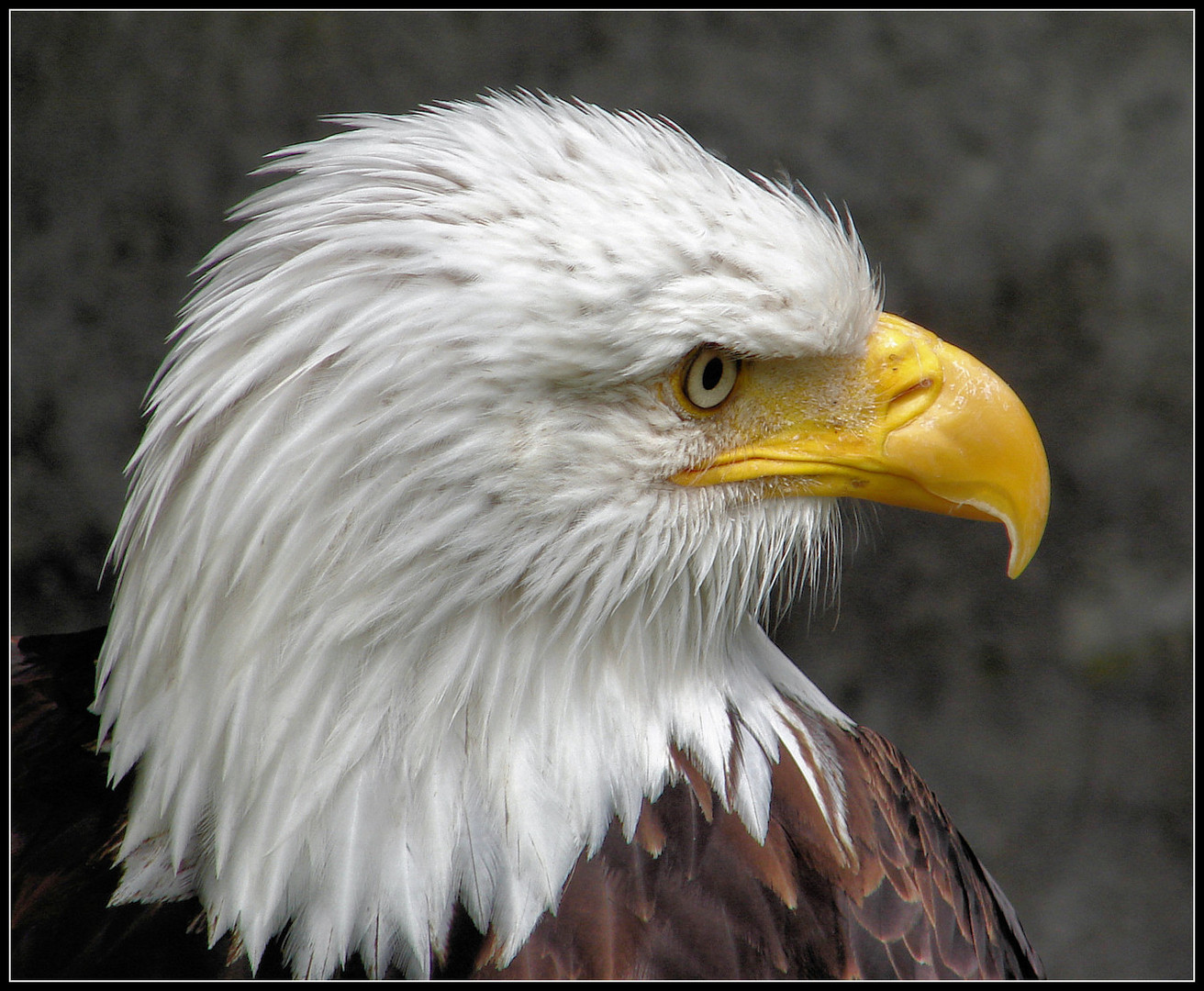 Weißkopfseeadler