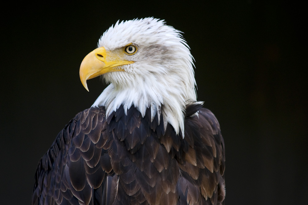 Weißkopfseeadler