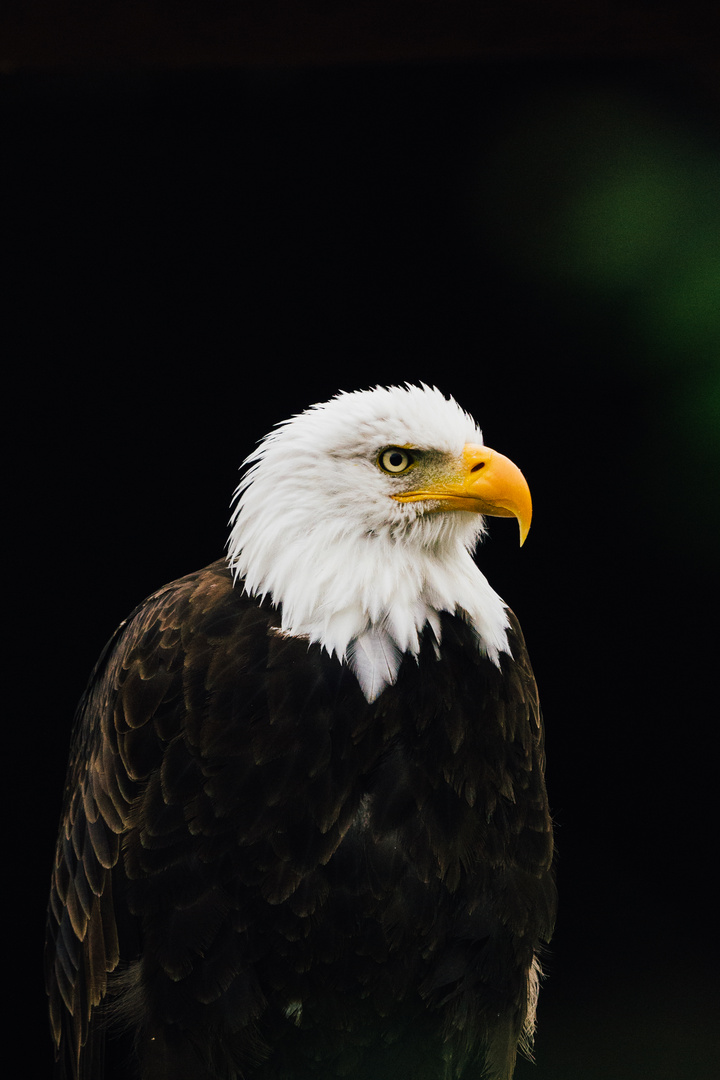 Weißkopfseeadler