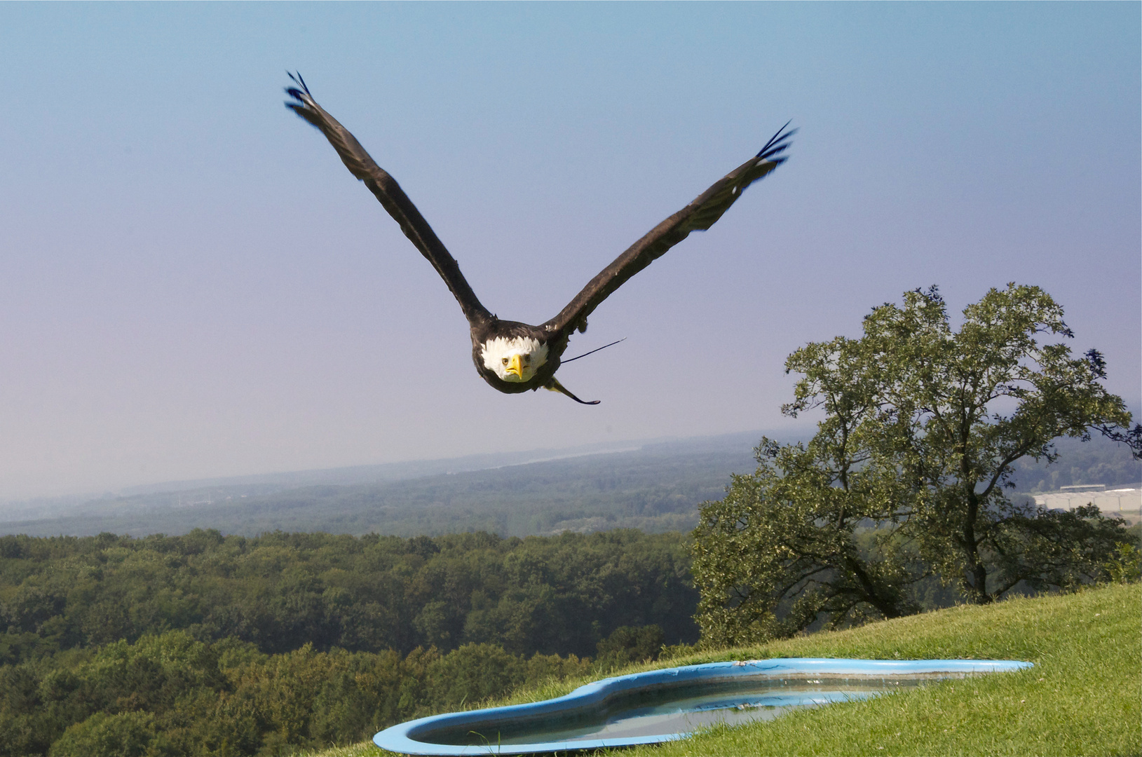 Weißkopfseeadler