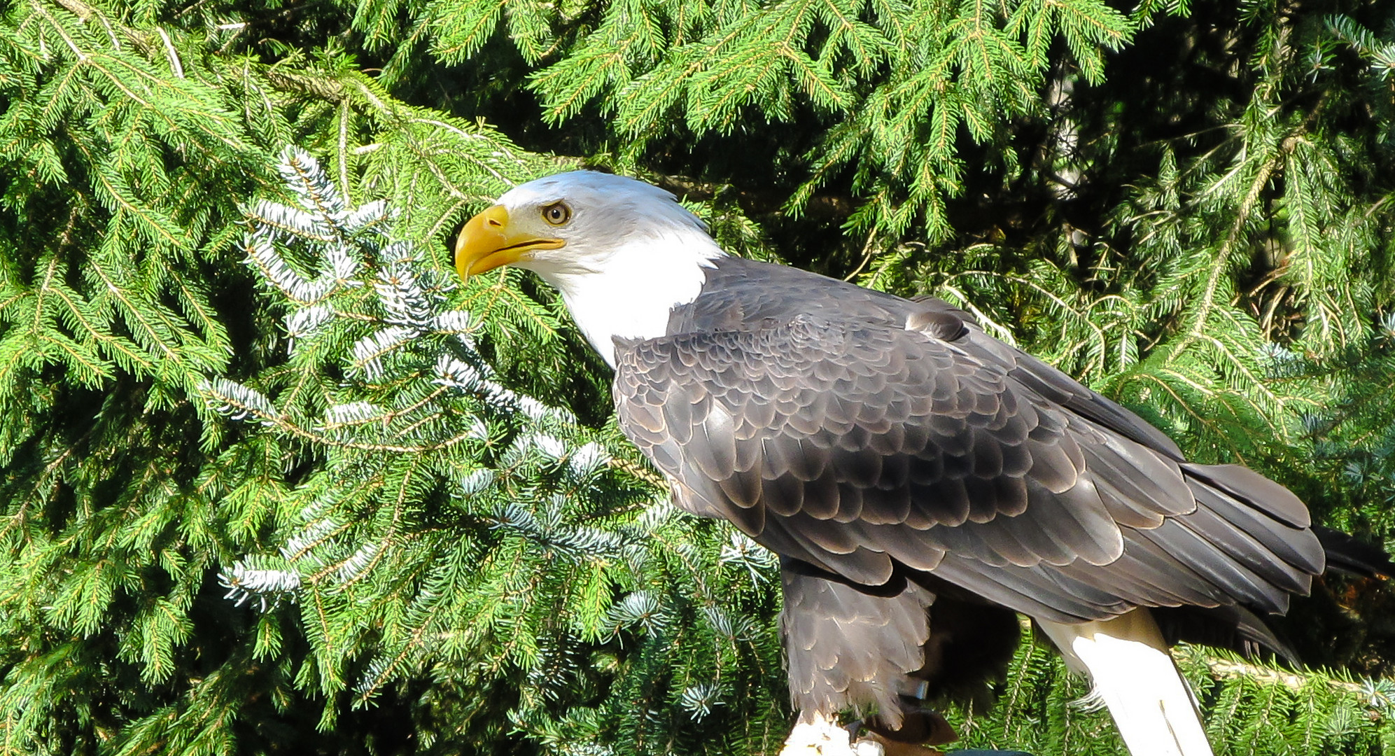 Weißkopfseeadler