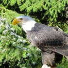 Weißkopfseeadler