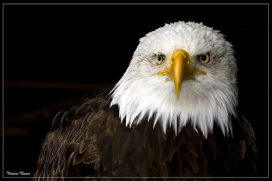 Weißkopfseeadler