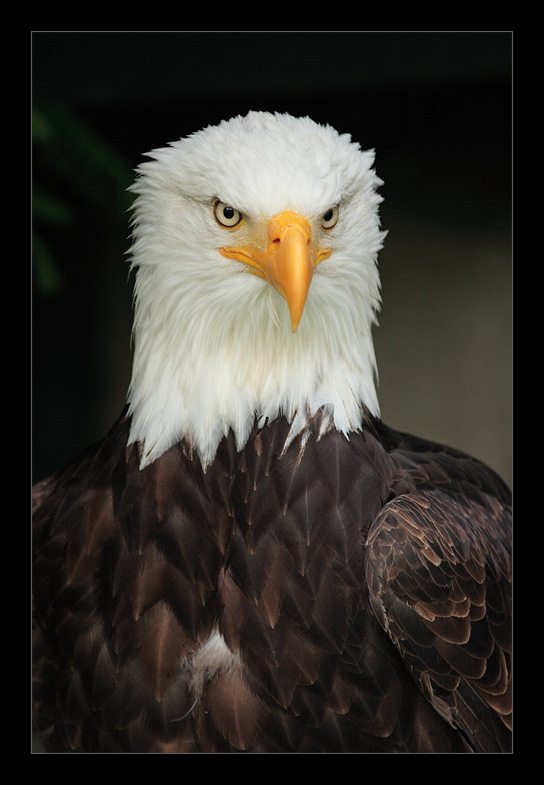 Weißkopfseeadler