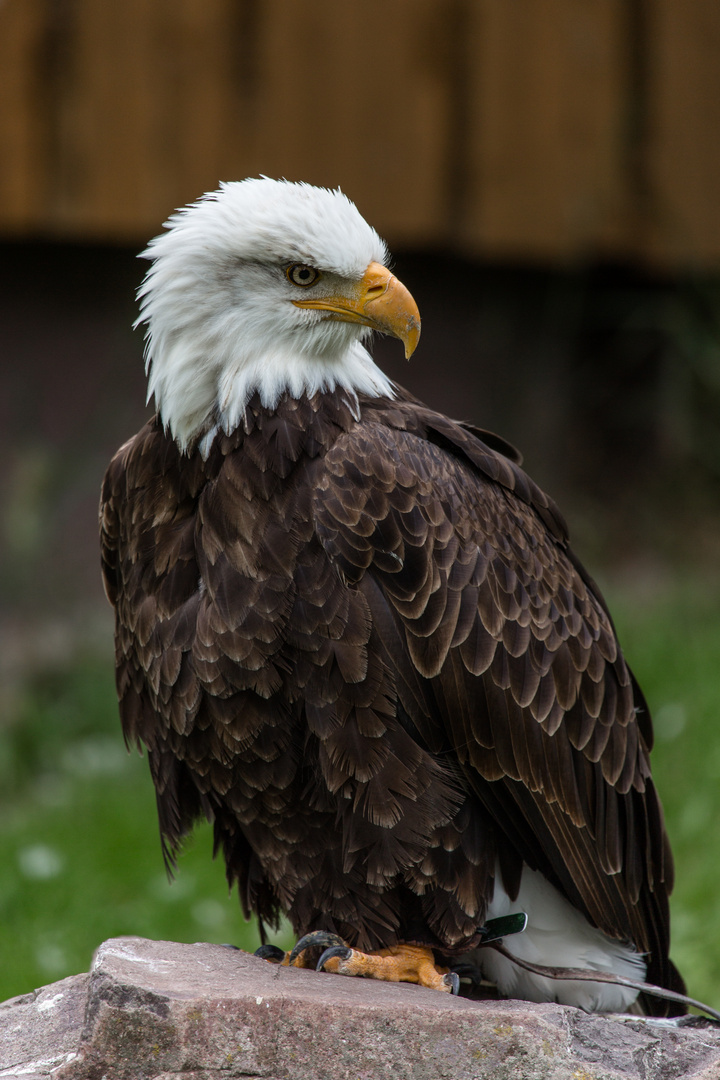 Weißkopfseeadler