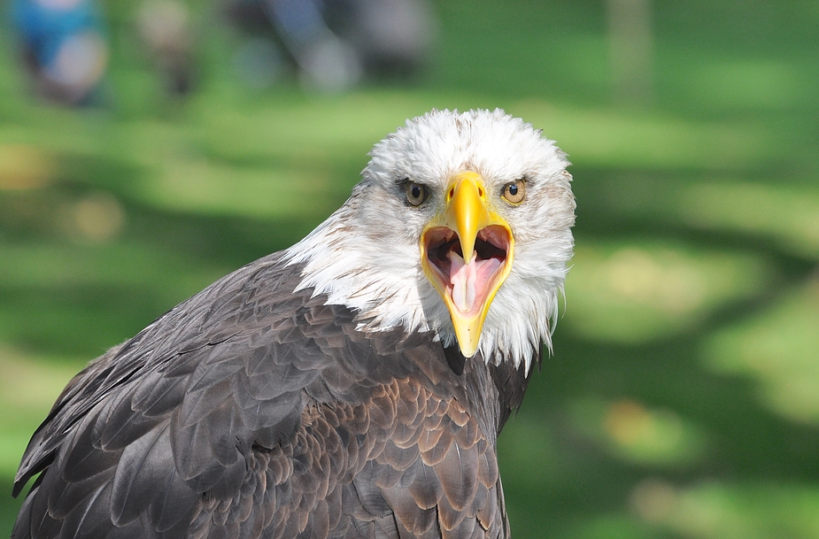 Weißkopfseeadler.......