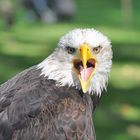 Weißkopfseeadler.......