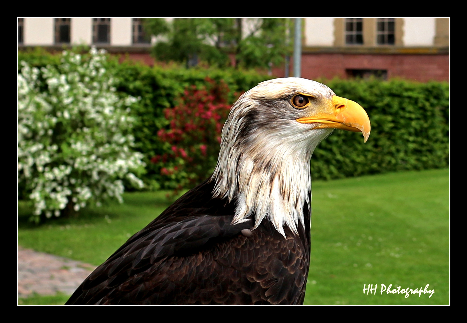 Weißkopfseeadler