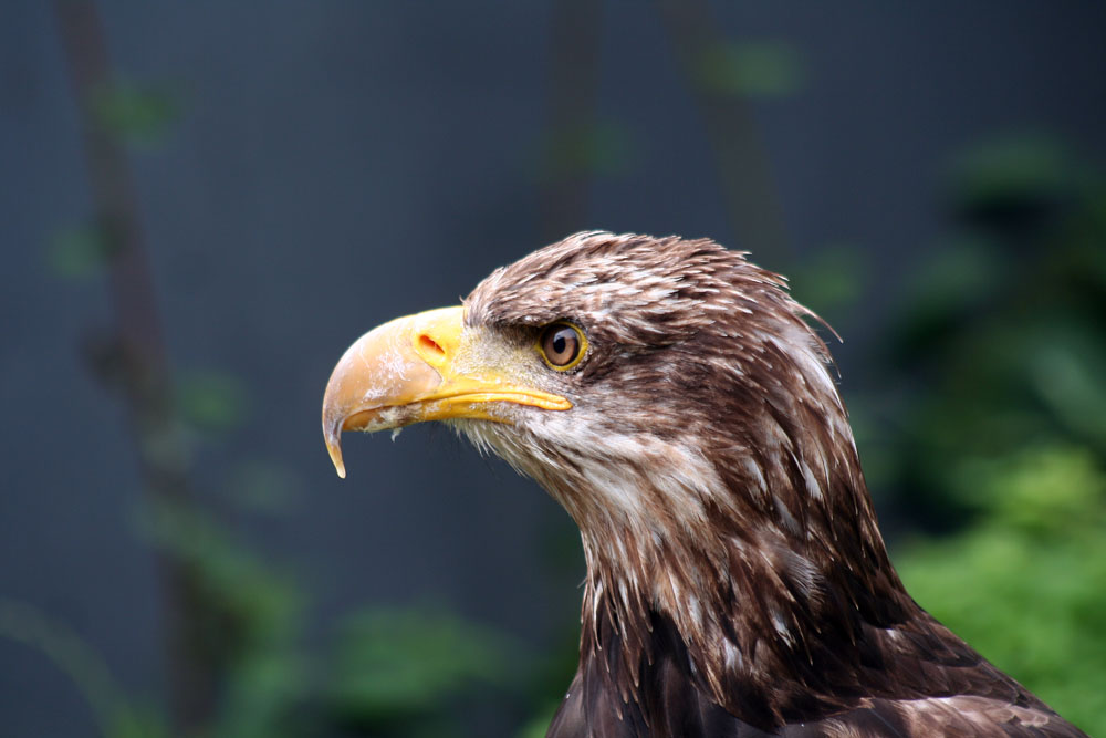 Weißkopfseeadler