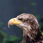 Weißkopfseeadler