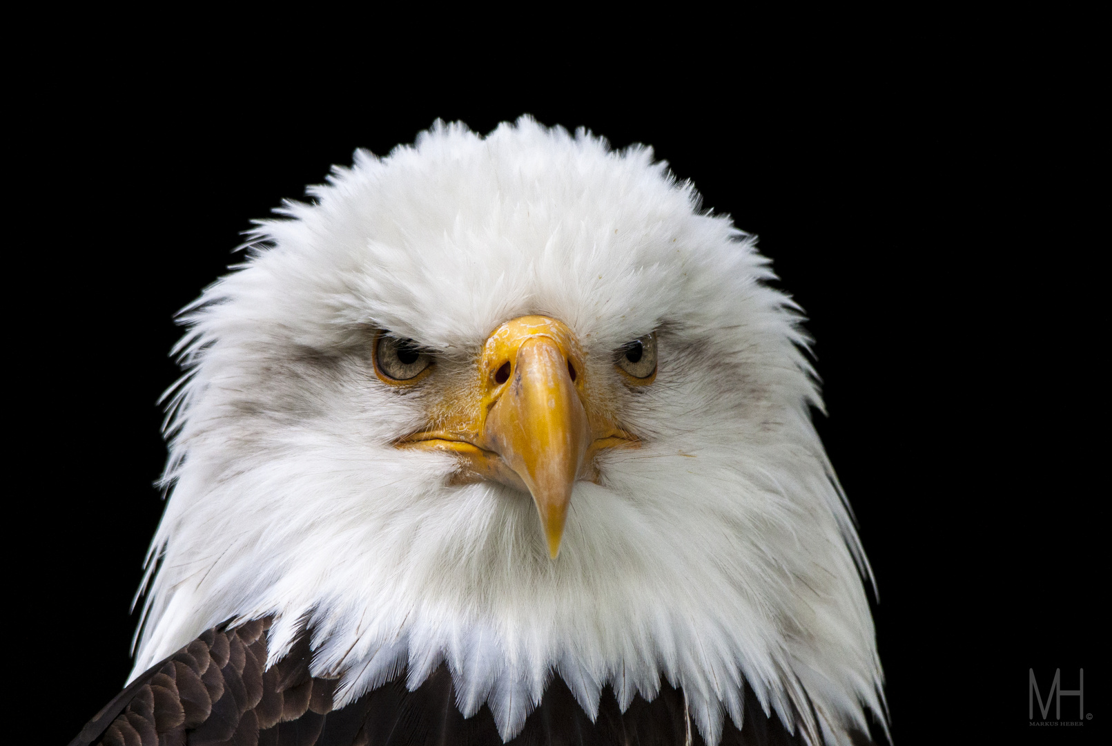 Weisskopfseeadler