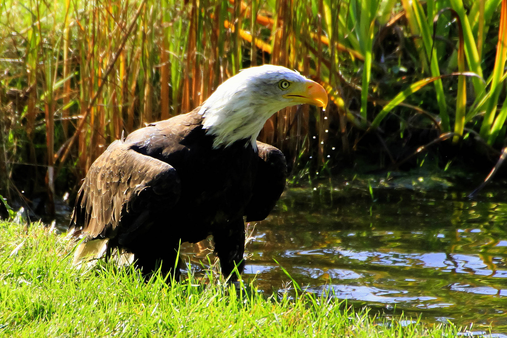 Weisskopfseeadler