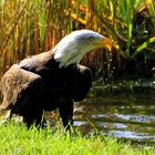 Weisskopfseeadler