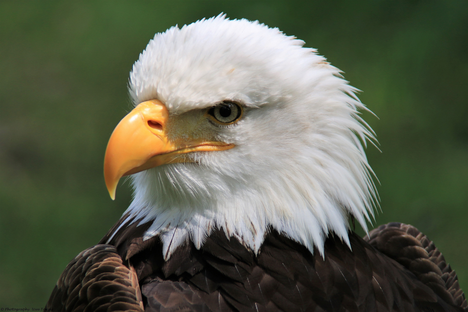 Weißkopfseeadler