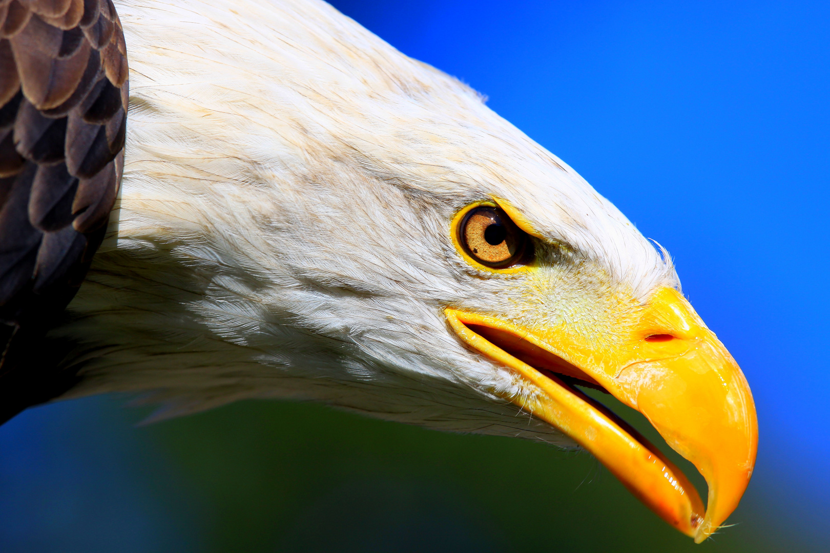 Weißkopfseeadler