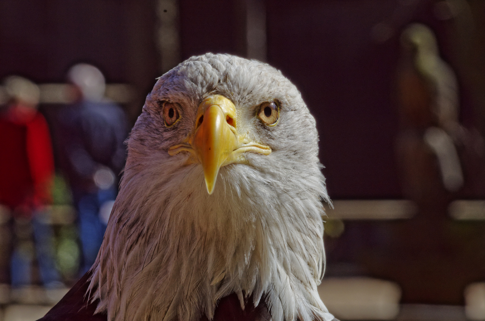 Weißkopfseeadler