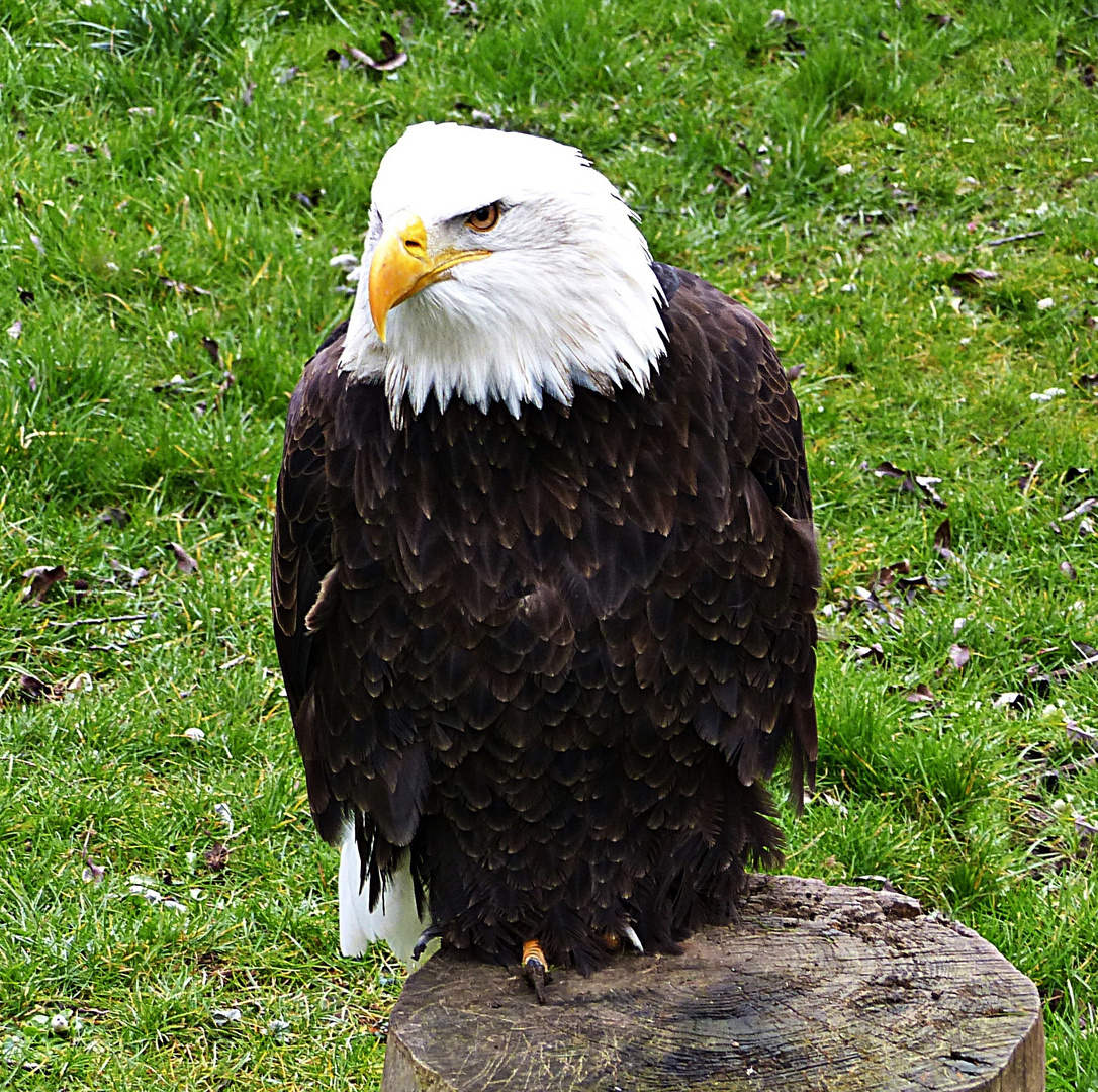 Weißkopfseeadler Foto & Bild natur, zoo, tiere Bilder auf Weißkopfseeadler Foto & Bild natur, zoo, tiere Bilder auf