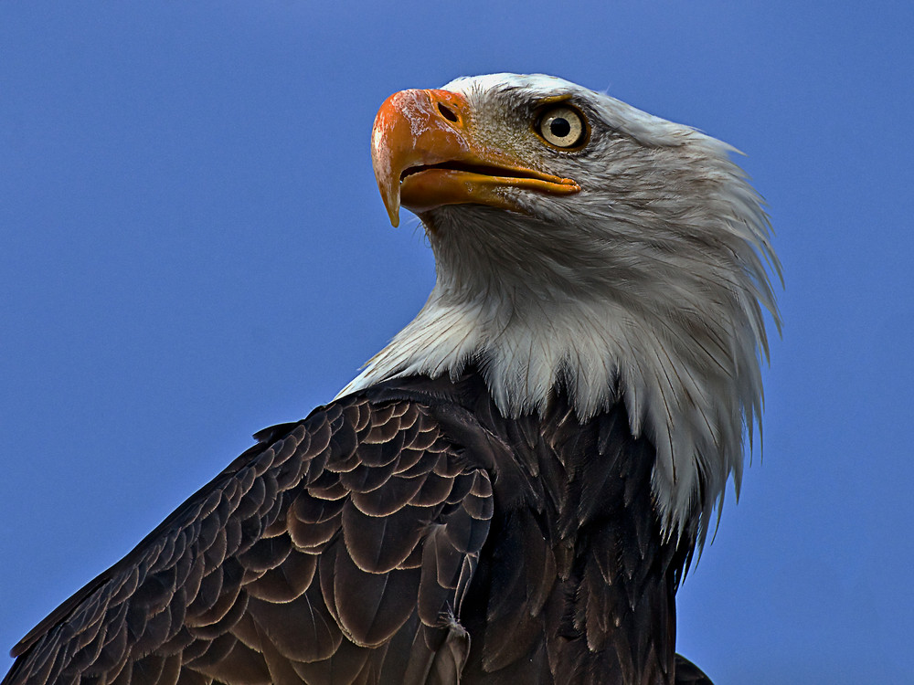 Weißkopfseeadler