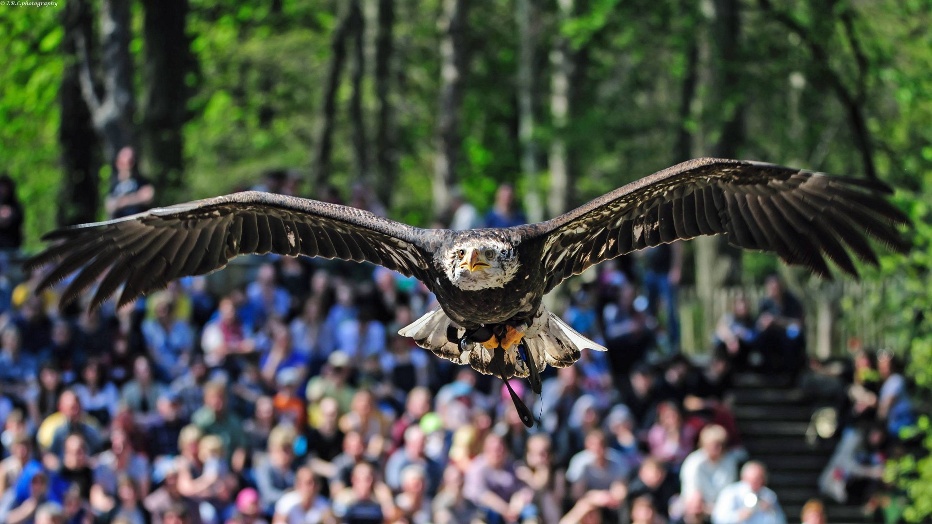 ©Weißkopfseeadler