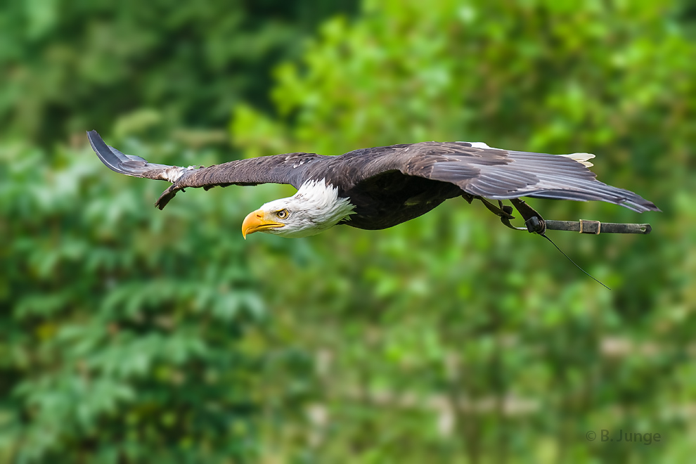 Weißkopfseeadler