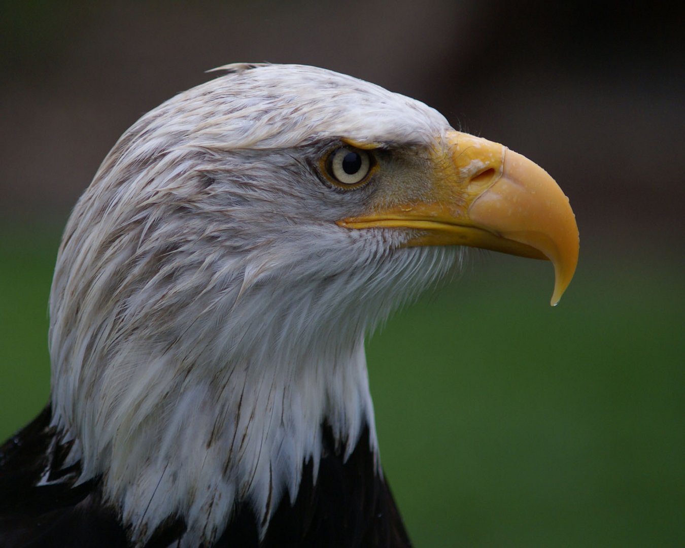 Weißkopfseeadler