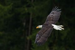 Weißkopfseeadler