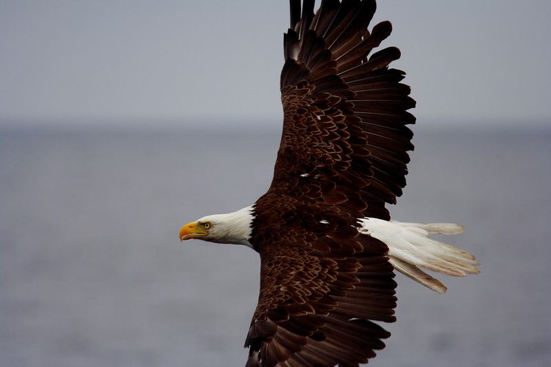 Weisskopfseeadler