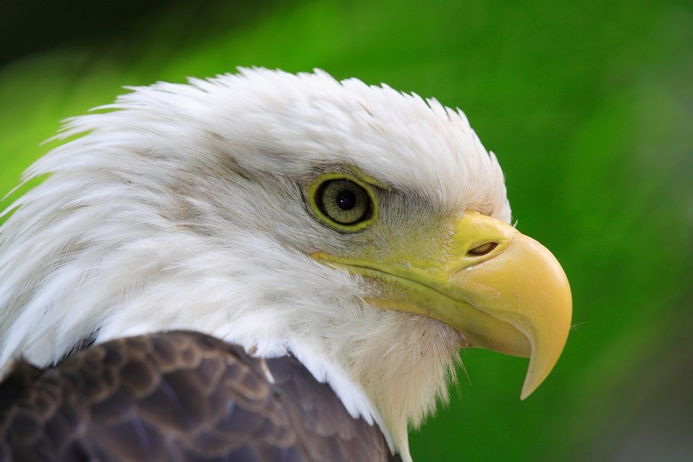 Weißkopfseeadler