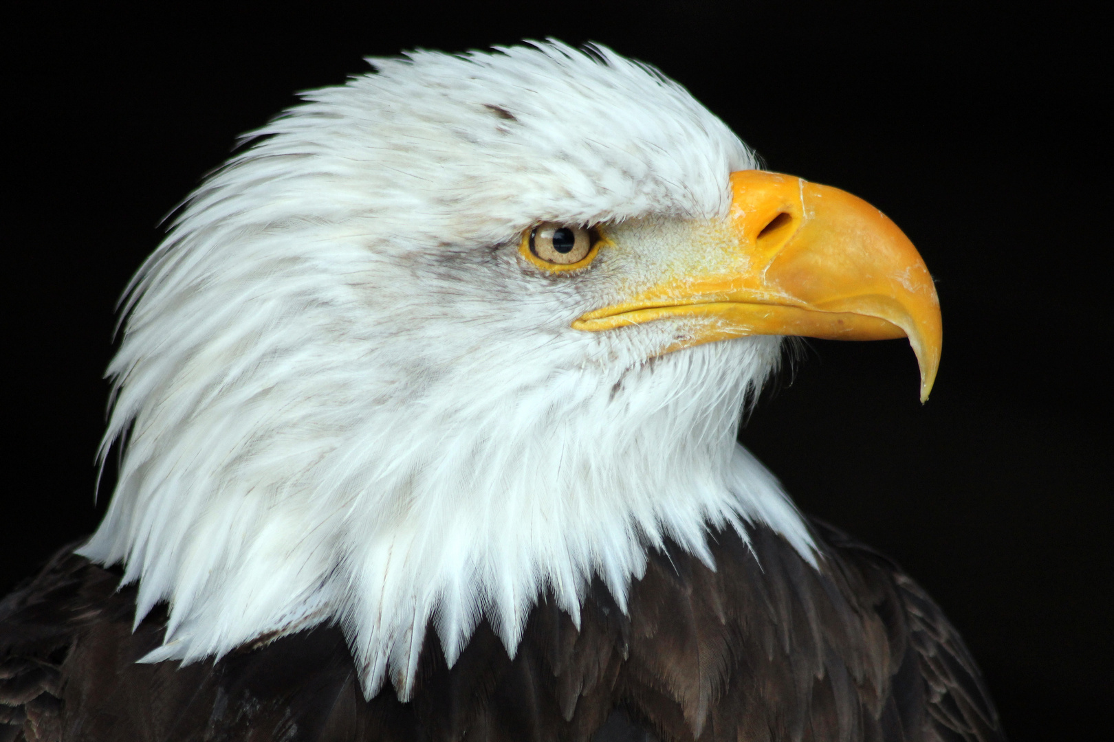 Weißkopfseeadler