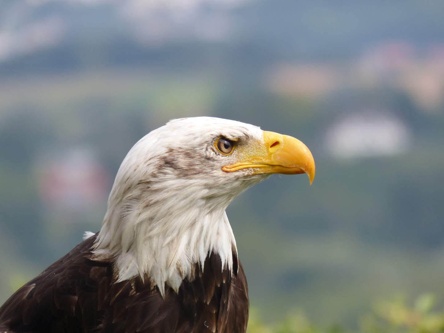 Weisskopfseeadler