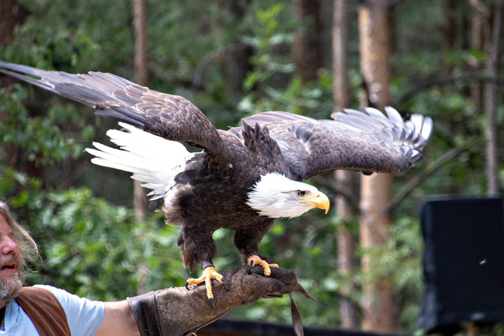 Weißkopfseeadler 