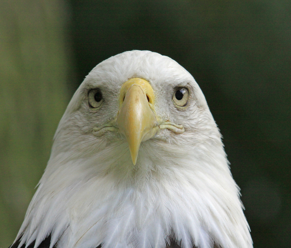 Weißkopfseeadler