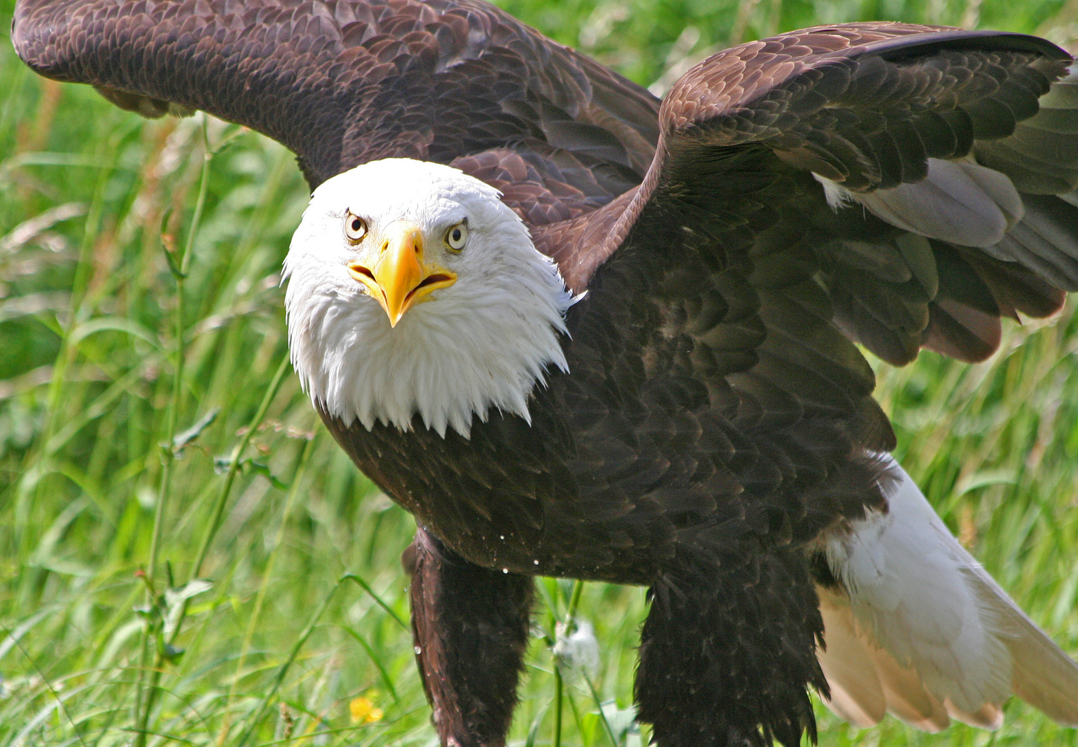 Weißkopfseeadler