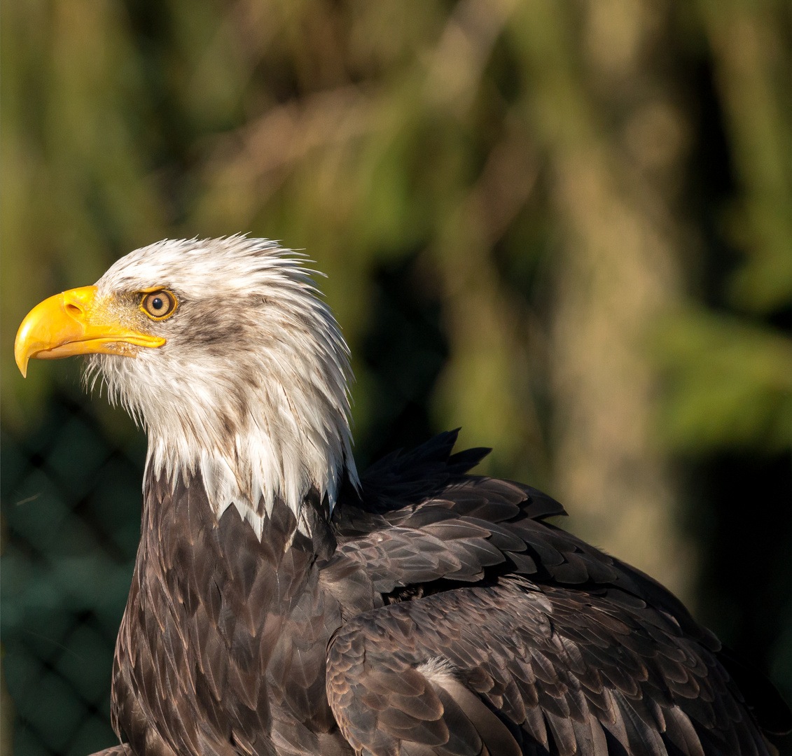 Weisskopfseeadler