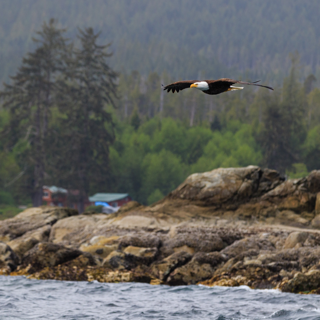 Weißkopfseeadler