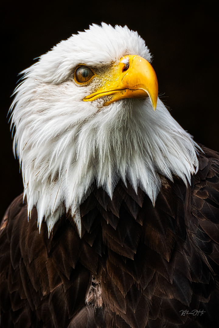 Weißkopfseeadler