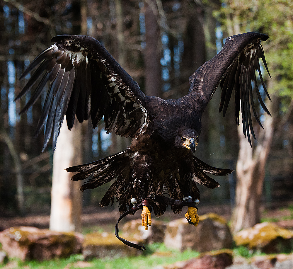 Weißkopfseeadler