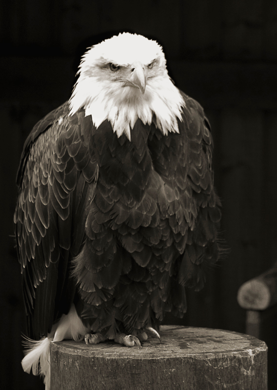 Weißkopfseeadler