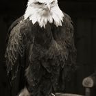 Weißkopfseeadler