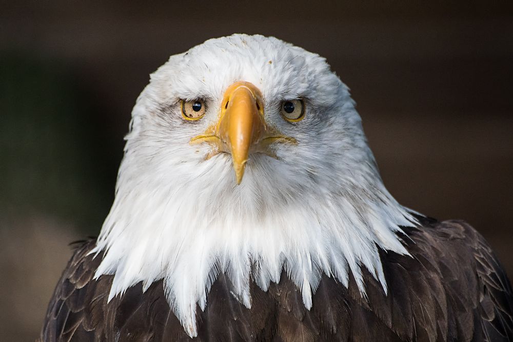 Weißkopfseeadler