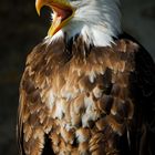 Weisskopfseeadler