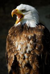 Weisskopfseeadler